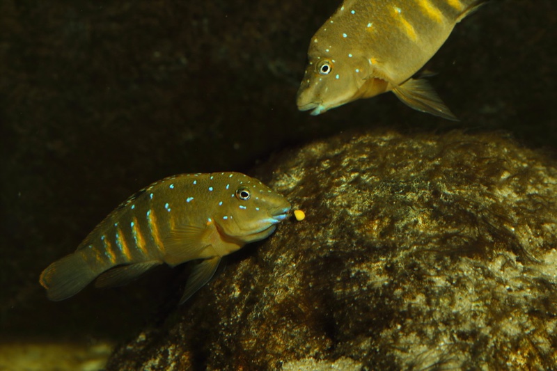 Spathodus sp. 'erythrodon kitumba' Kitumba